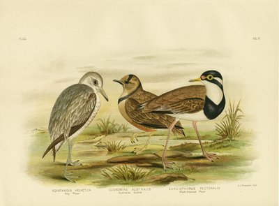 Black-Breasted Plover, 1891 by Gracius Broinowski